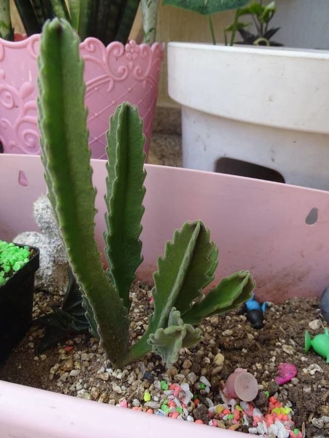 Stapelia gigantea 28