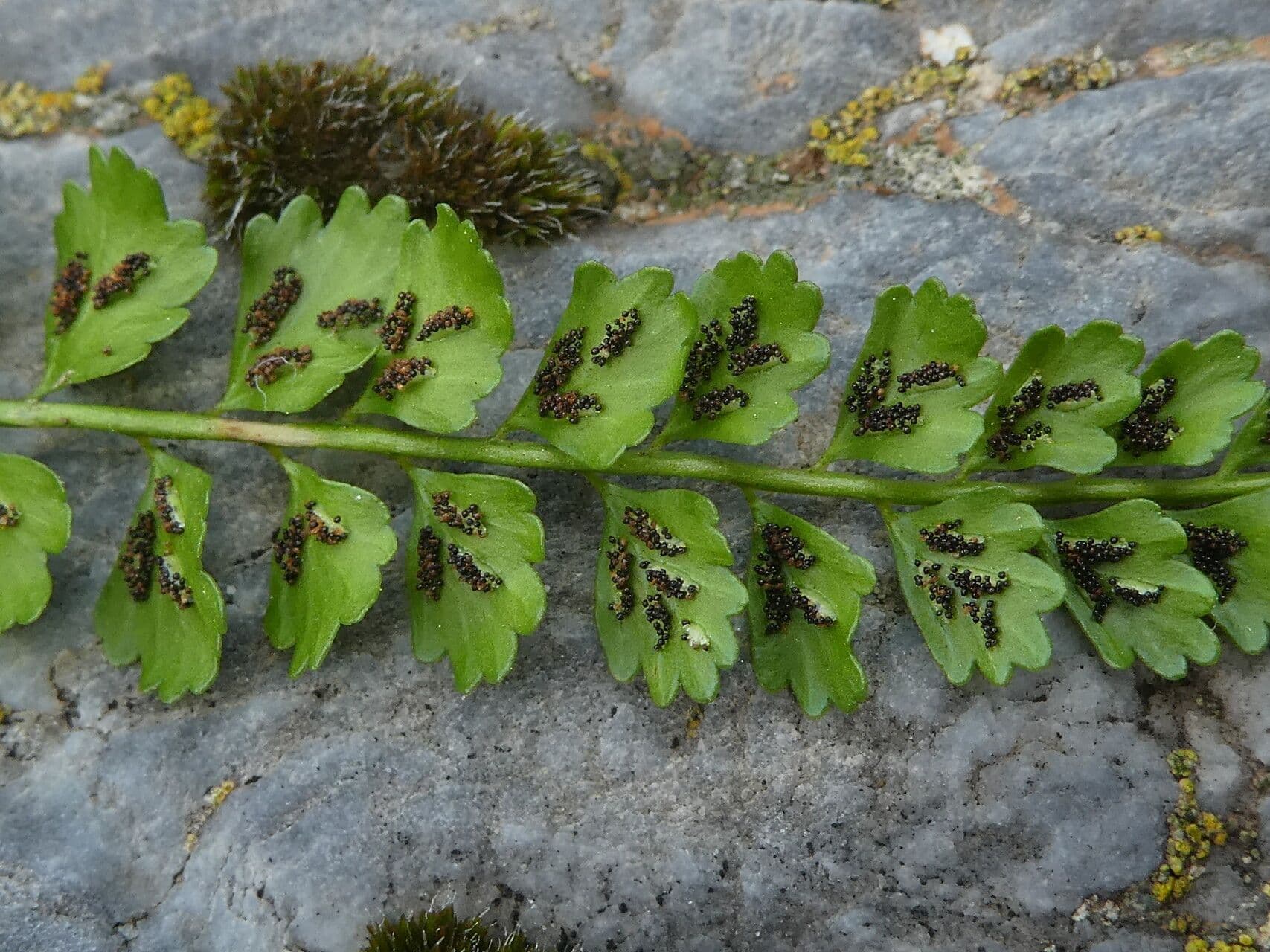 Asplenio verde 3