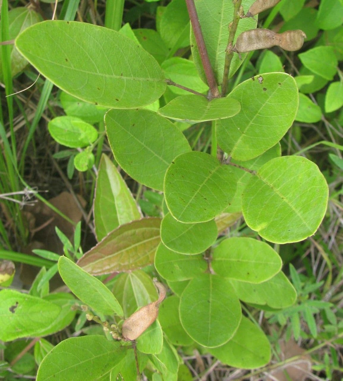 Galactia 3