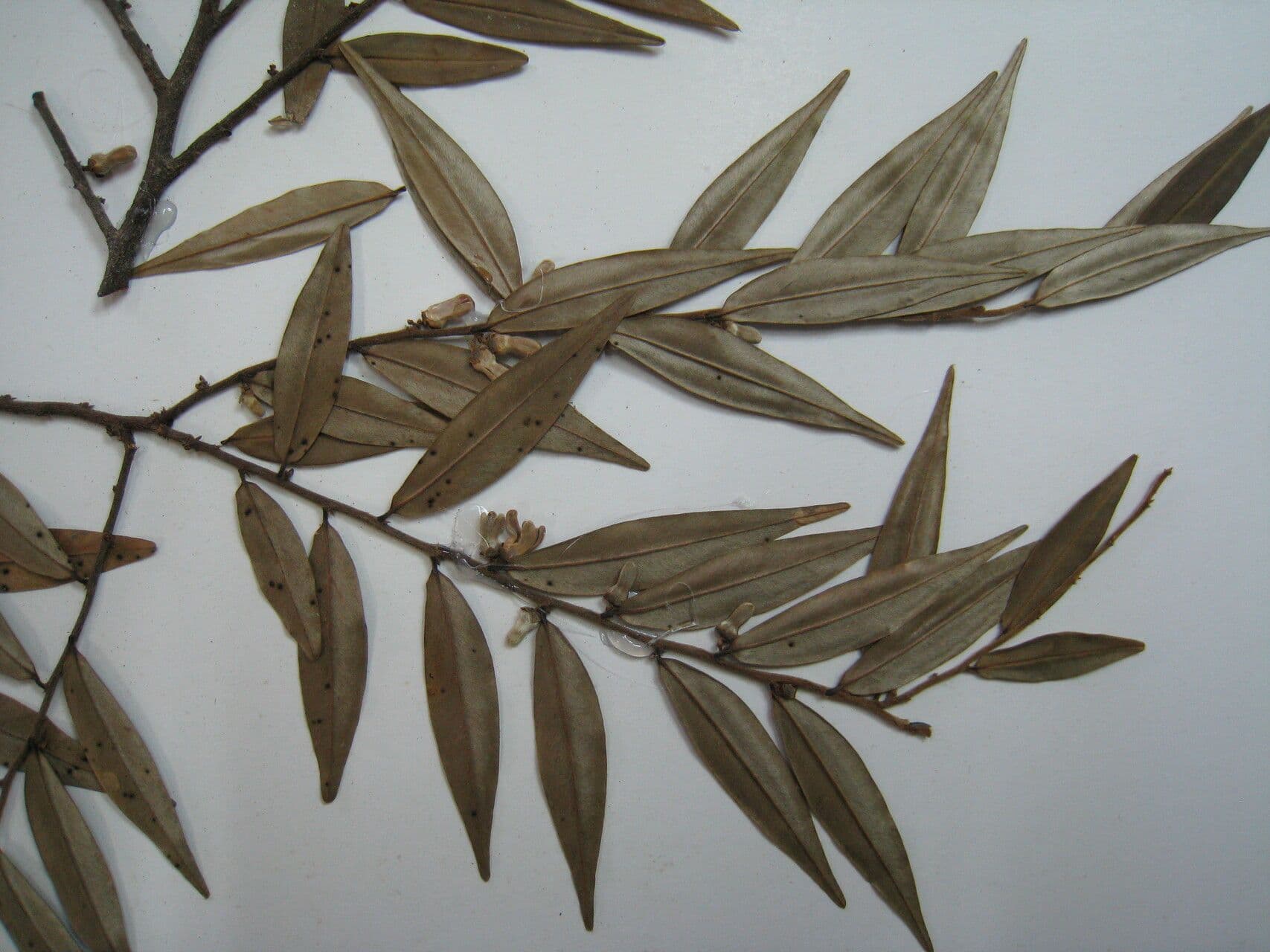 Xylopia