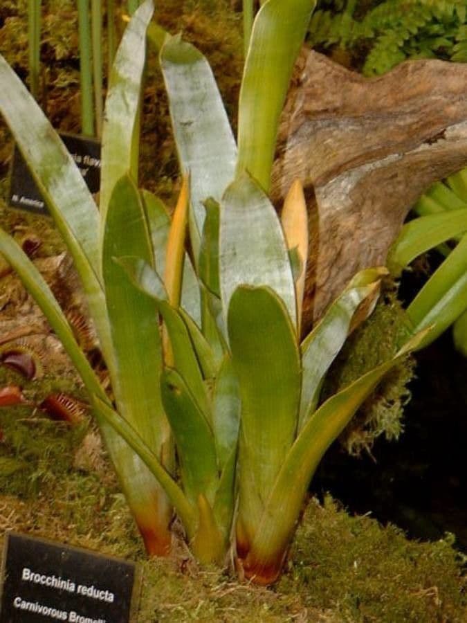 Bromelia carnivora 4