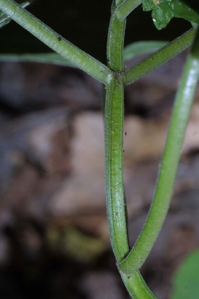 Scutellaria ovata 16