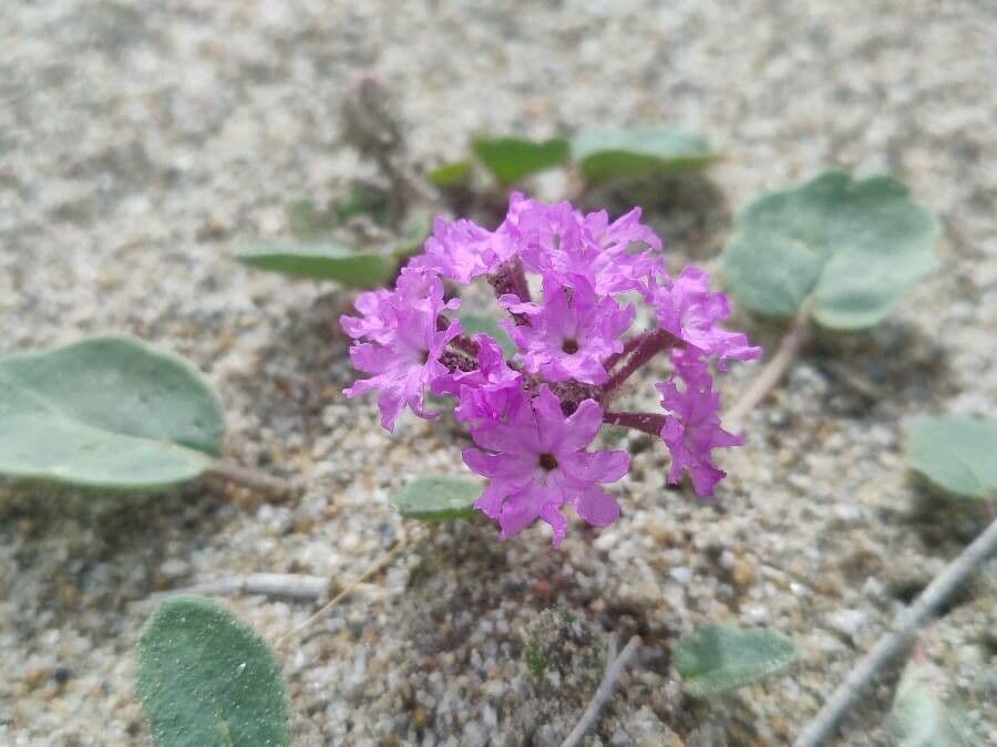Mojave-Sand-Verbene
