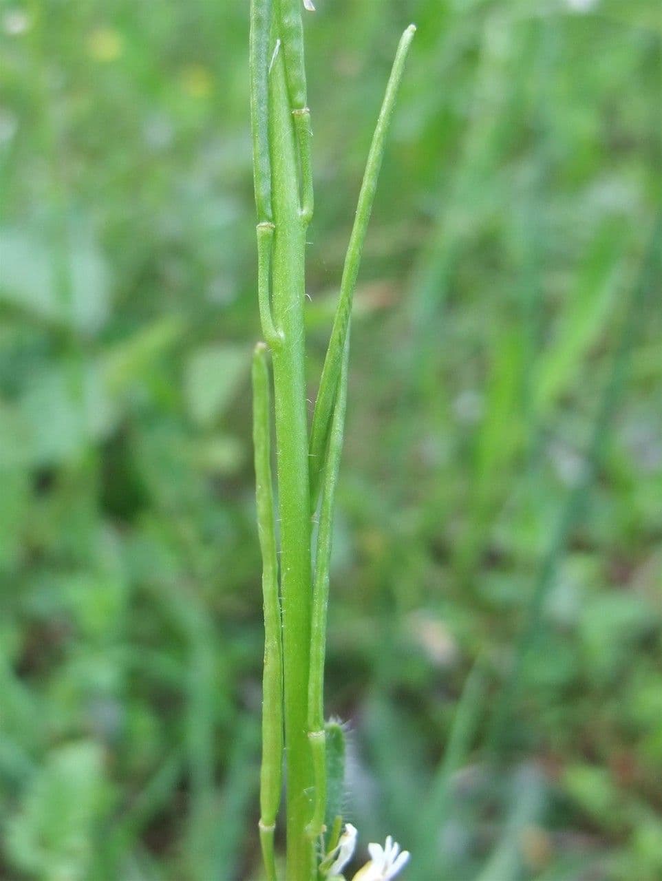 Arabetta irsuta 29