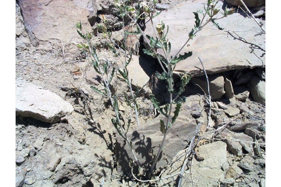 Mentzelia multiflora 7