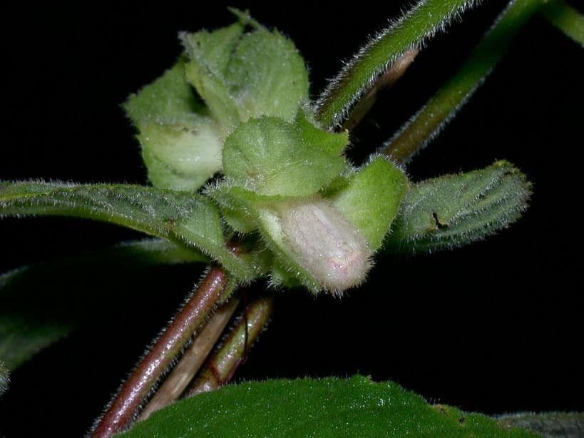 Drymonia pelosa 3