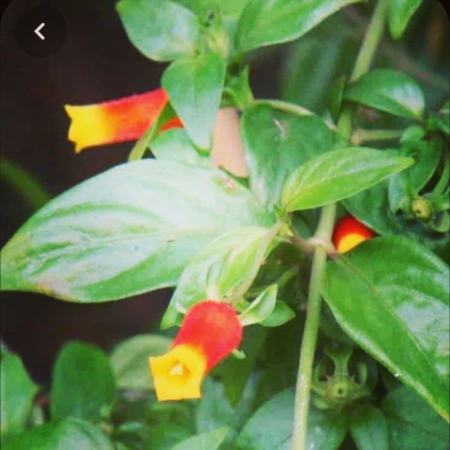 Cuphea 5