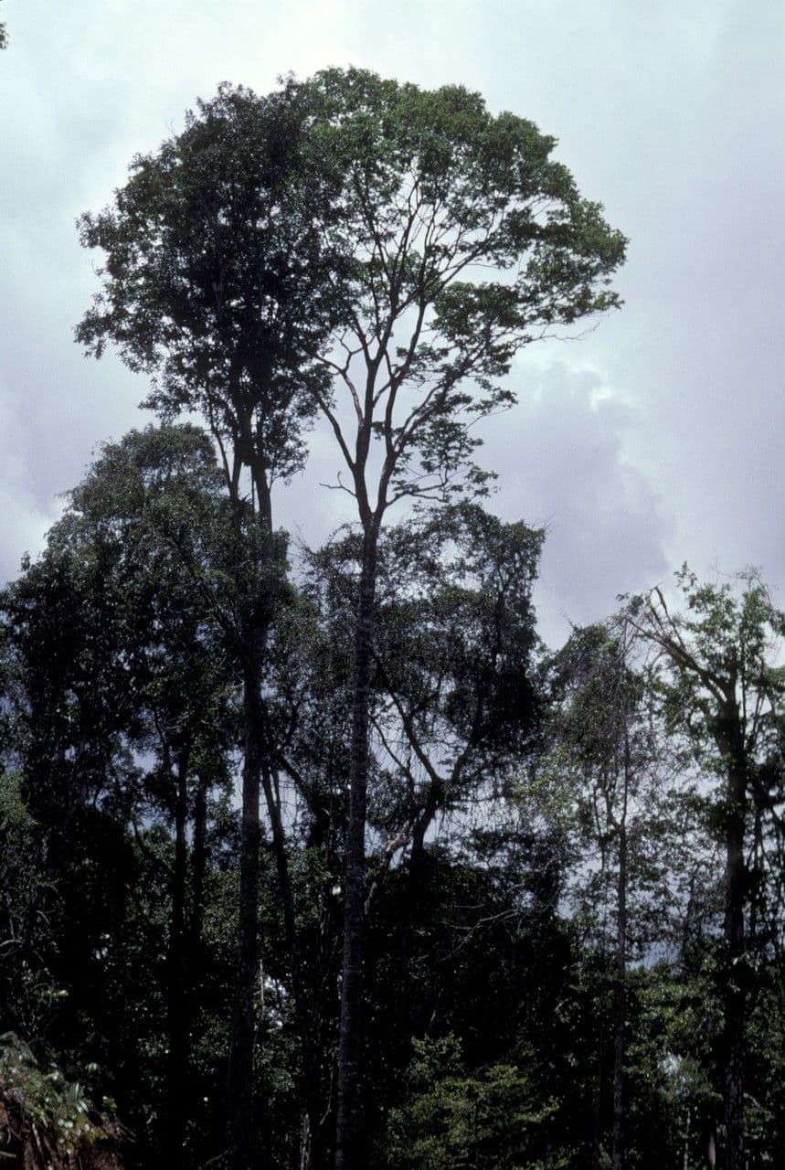 Basralocus 4