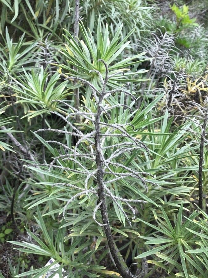 Echium ostny 16