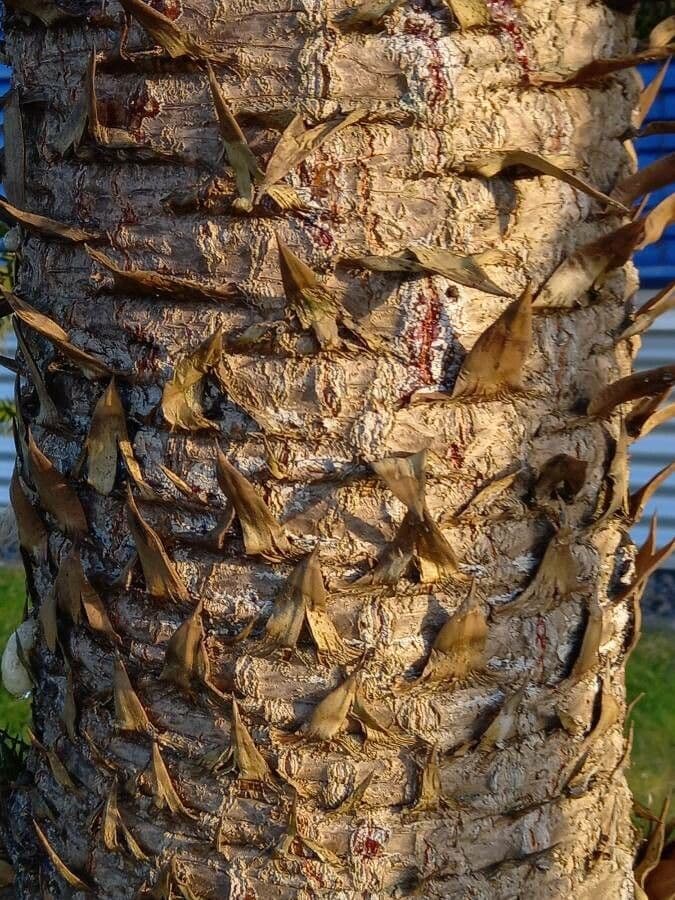 Aracauaria 24