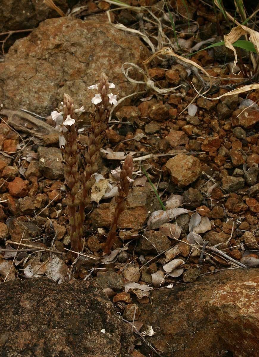 Striga gesnerioides 11