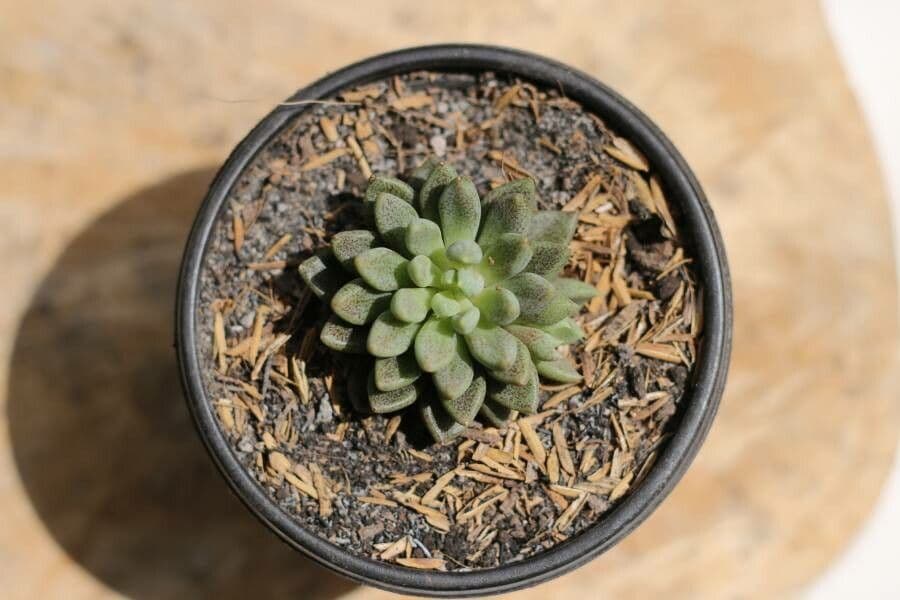 Sinocrassula 4