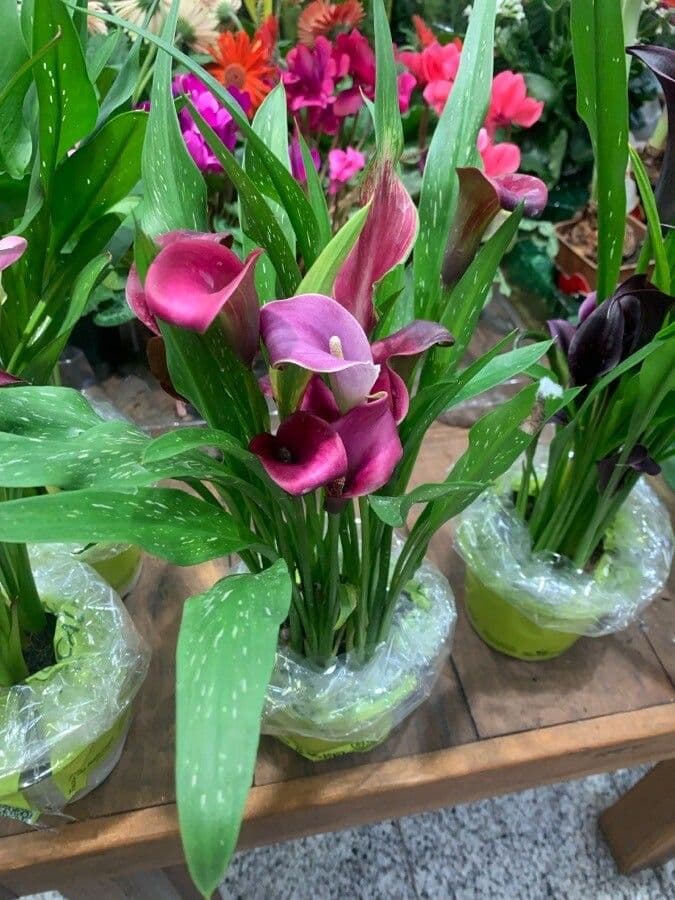 Calla 9