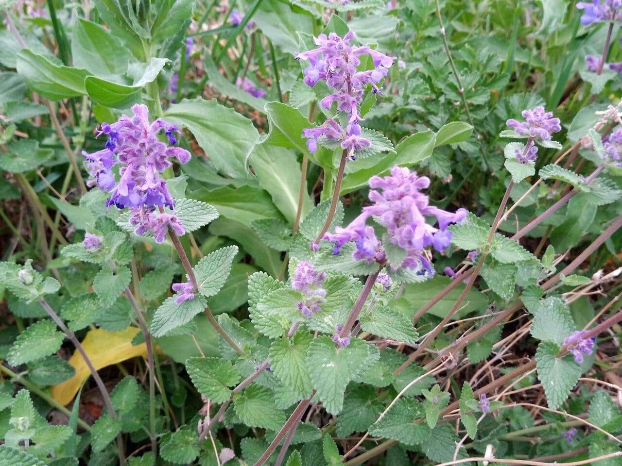 Salvia verticillata 15