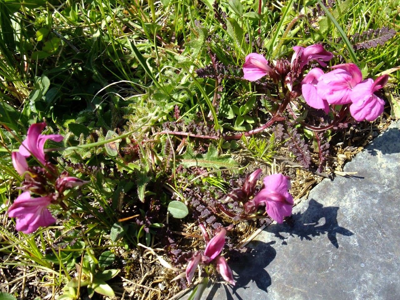 Pedicularis kerneri 8
