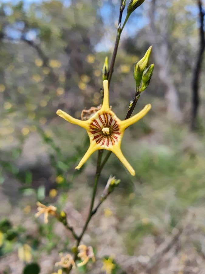 Anthocercis 2