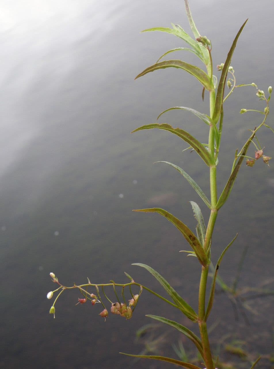 Veronica scudata 14