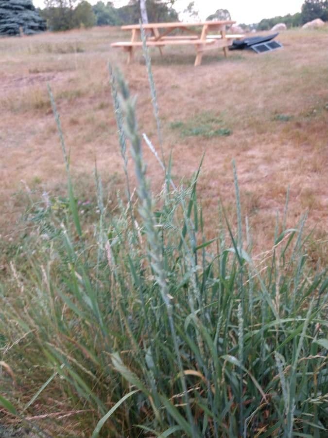 Leymus triticoides 2