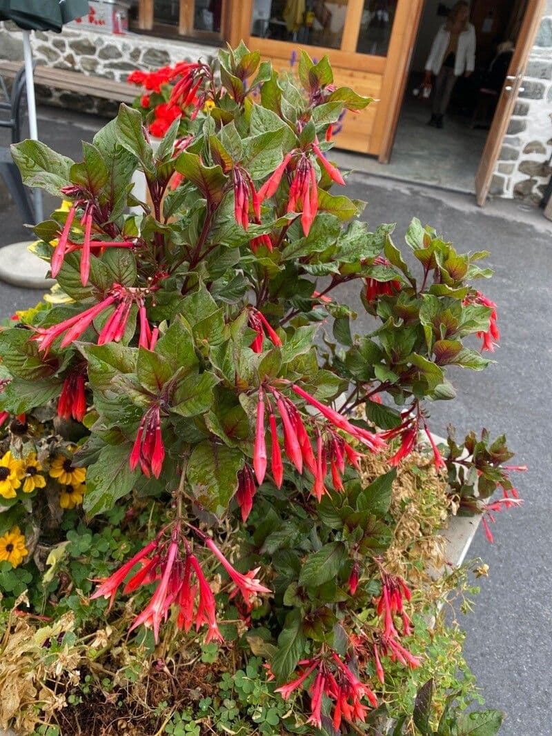 Fuchsien 12