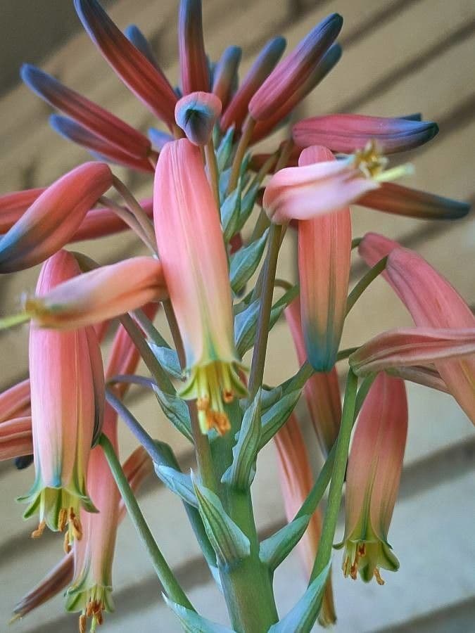 Aloe