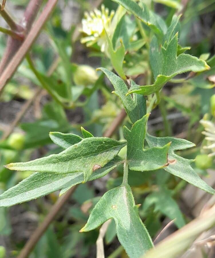 Clematis campestris 13
