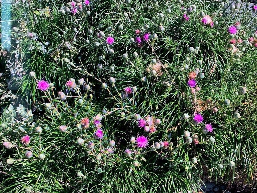 Ptilostemon chamaepeuce 7