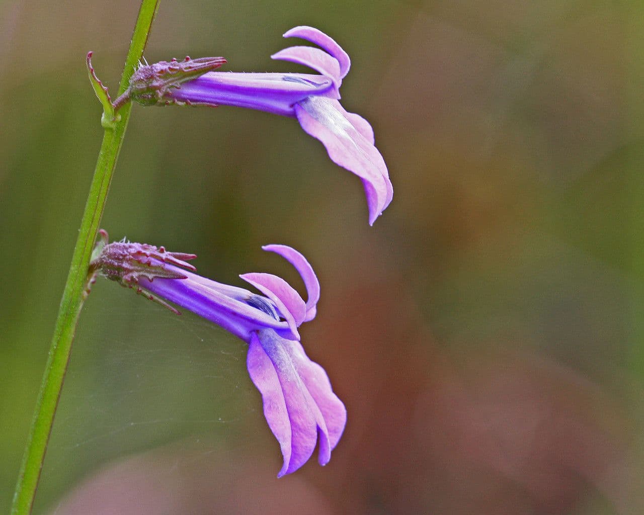 Lobelia ghiandolosa