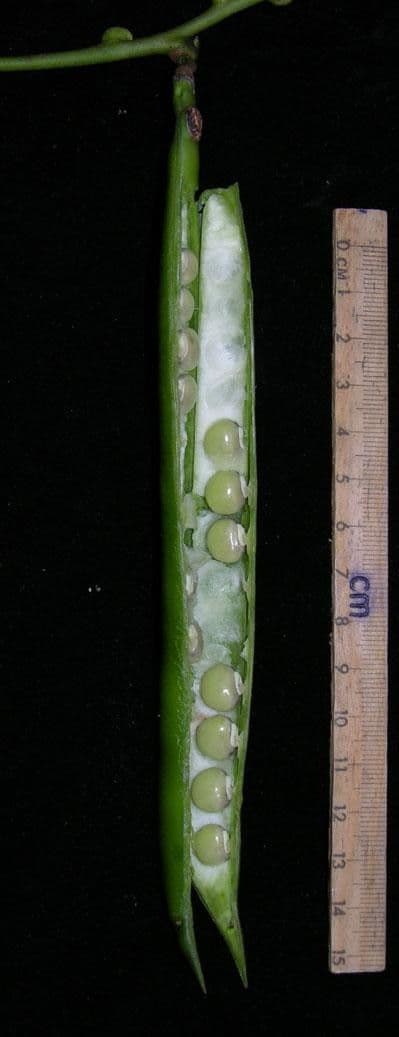 Cochliasanthus 2