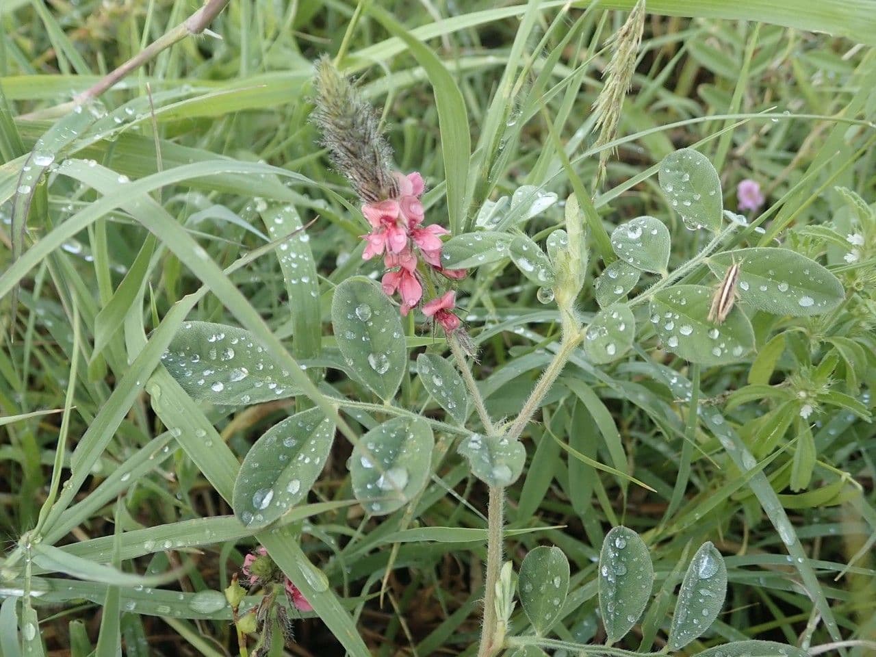 Indaco 8
