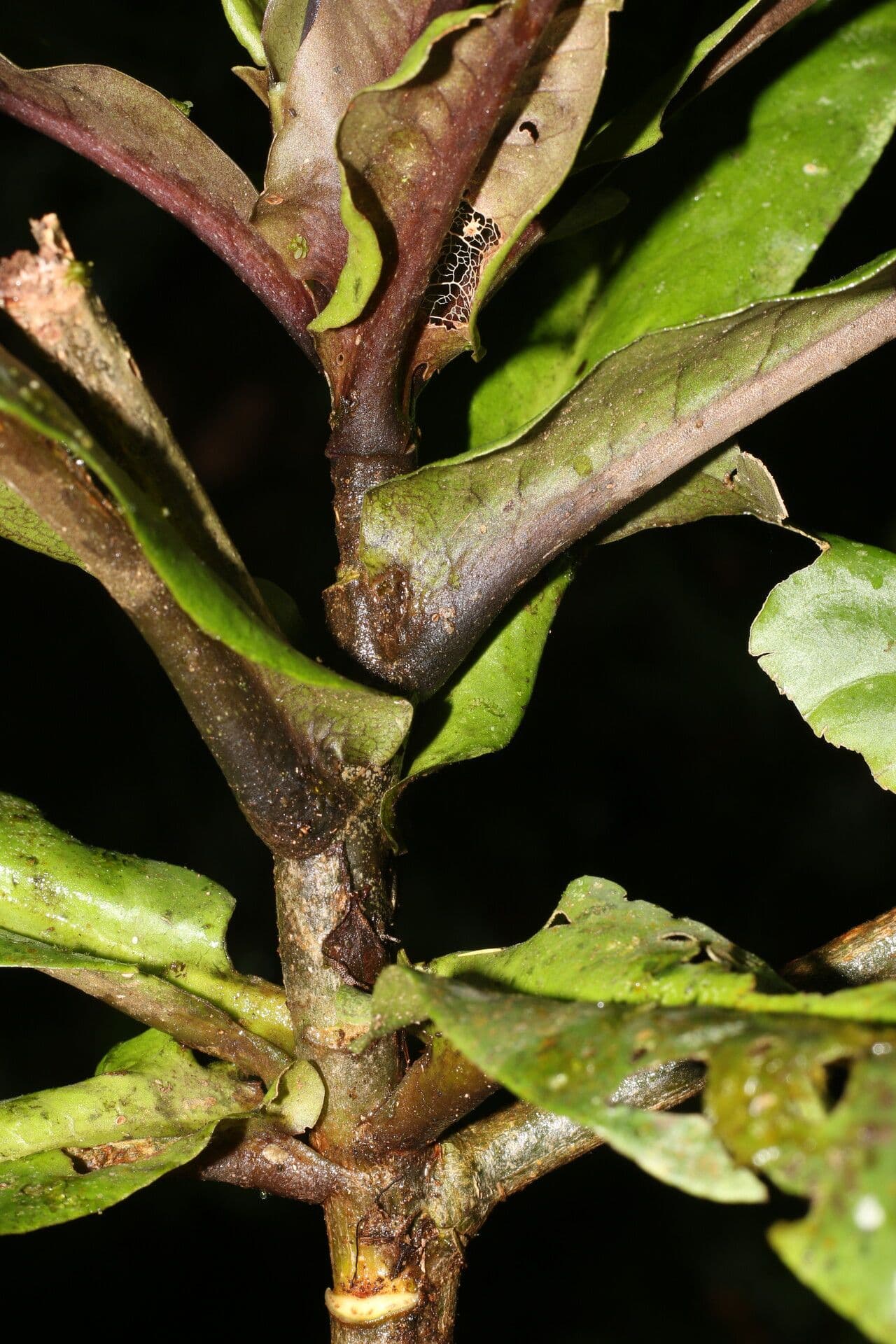 Ardisia 17