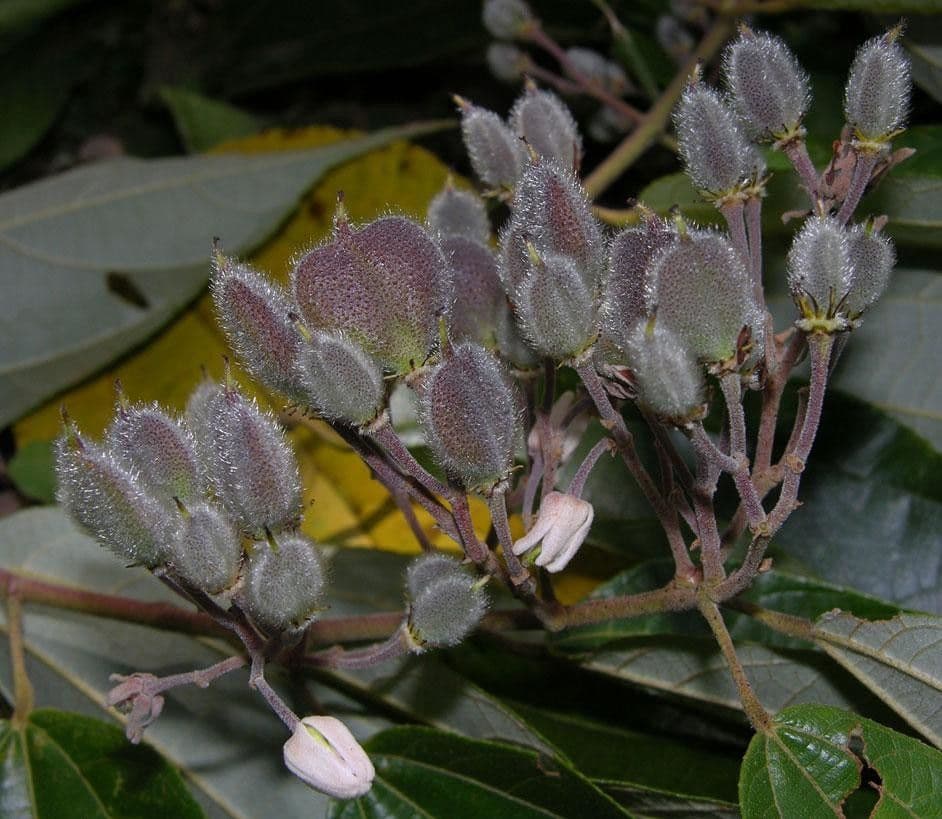 Trichospermum di Lessert 7