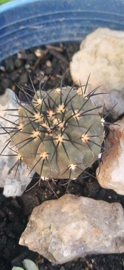 Copiapoa gris 7