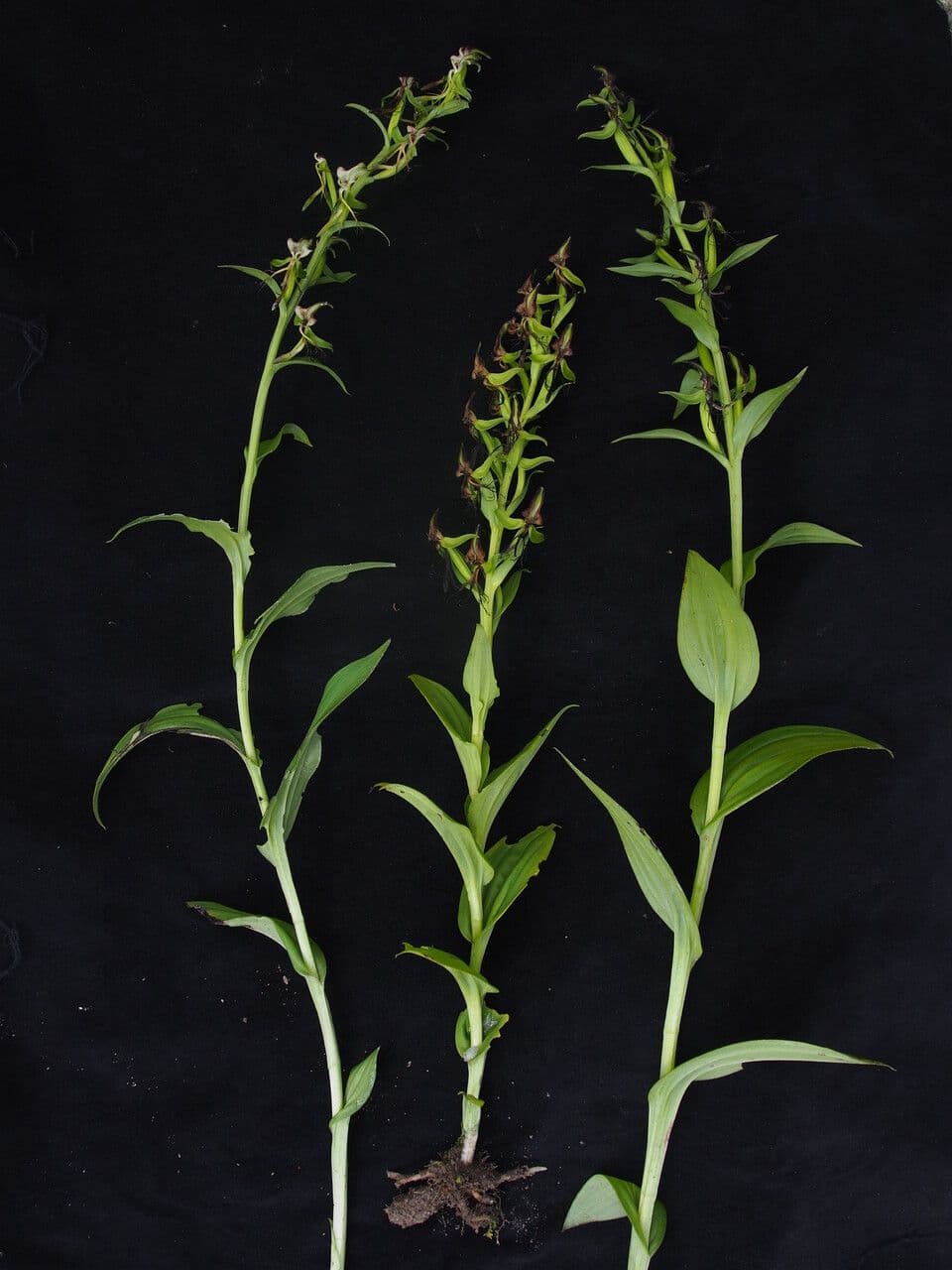Habenaria 6