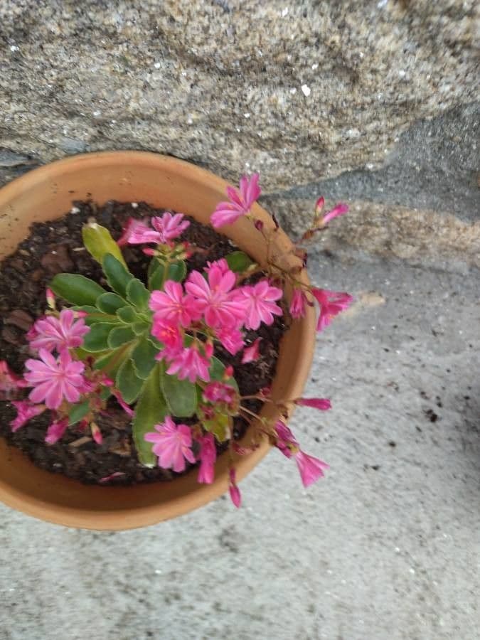 Lewisia a sepali corti 5