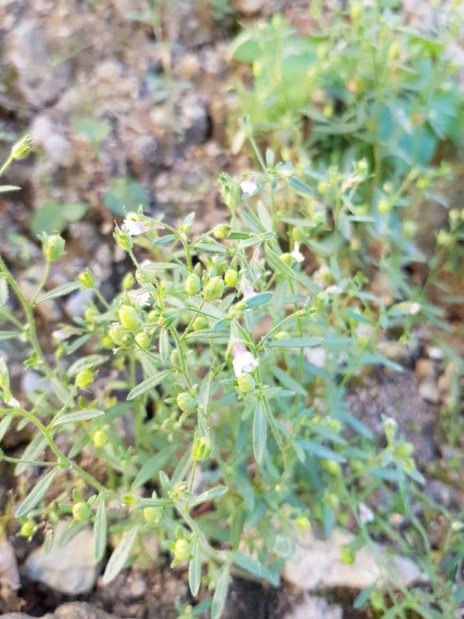 Linaria minore 9