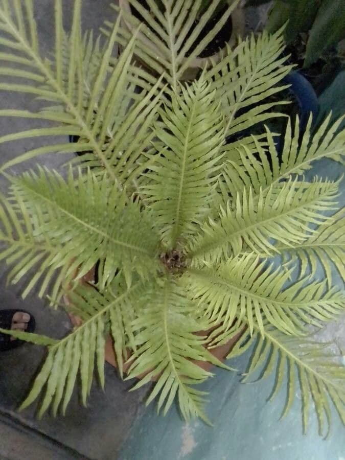 Blechnum 9