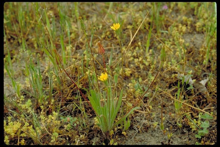 Agoseris annuale 13