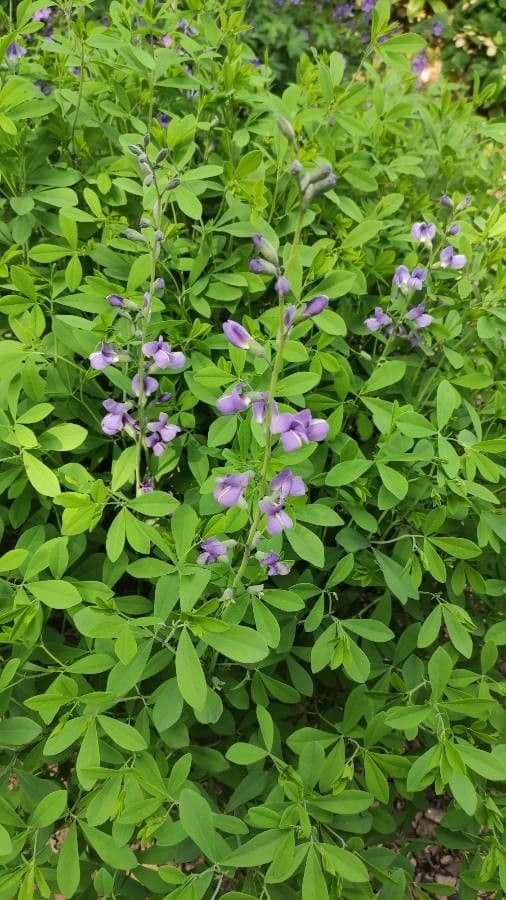 Baptisia 12