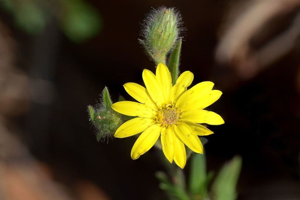 Bradburia pilosa 3