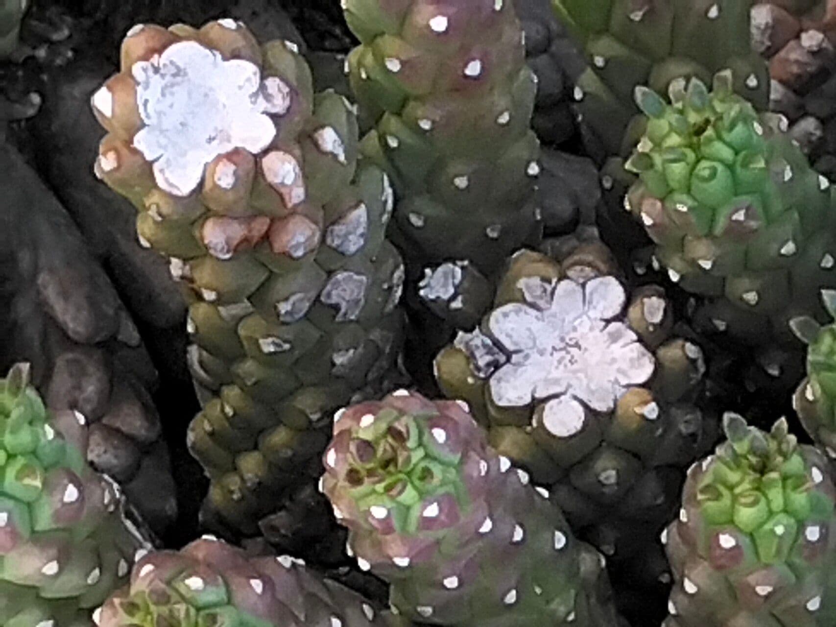 Cabeza de Medusa 2