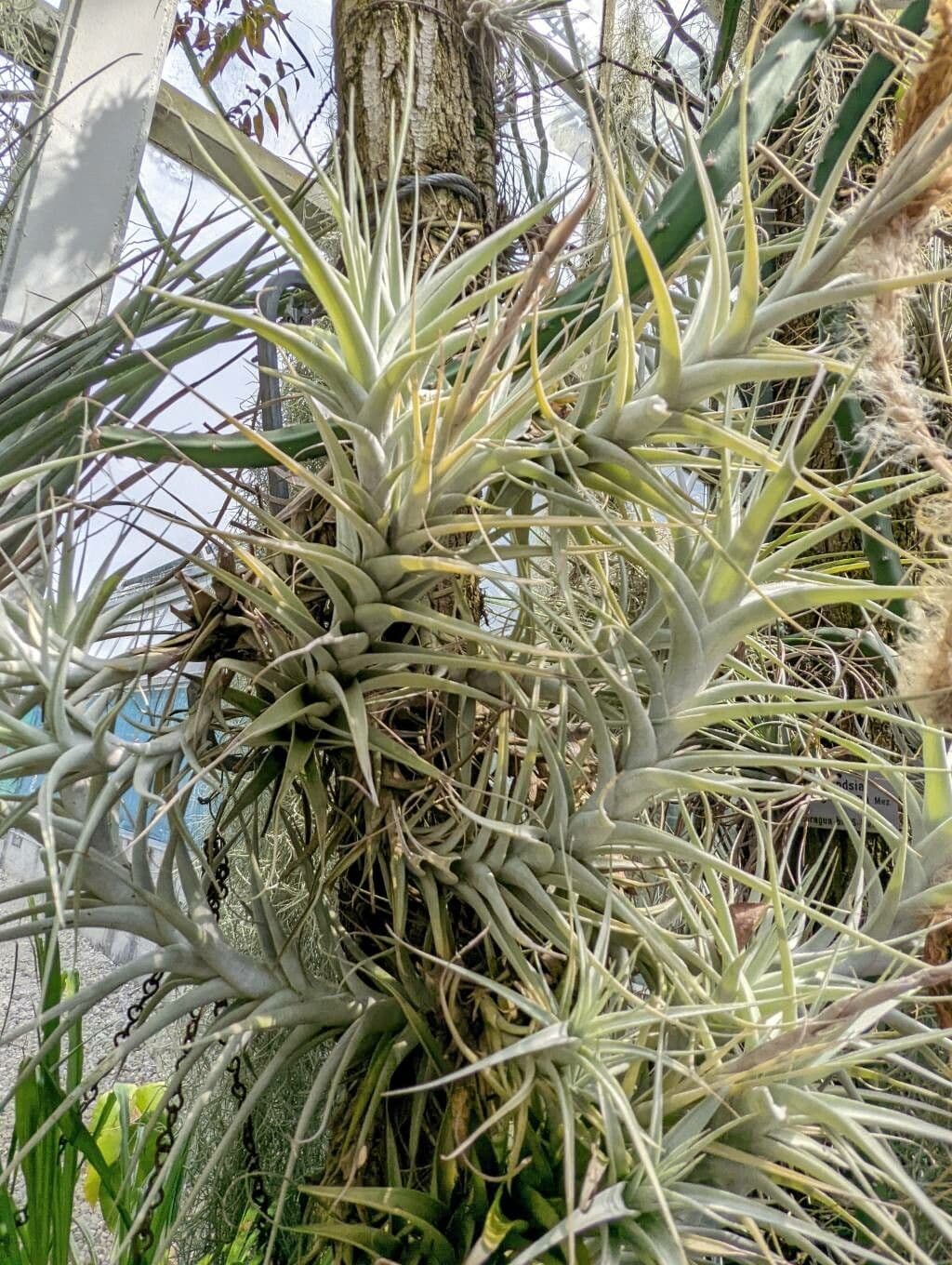 Tillandsia 2
