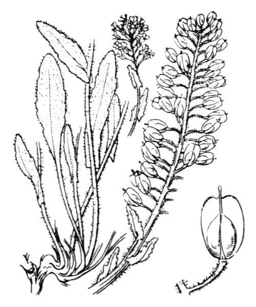 Lepidio eterofillo 26