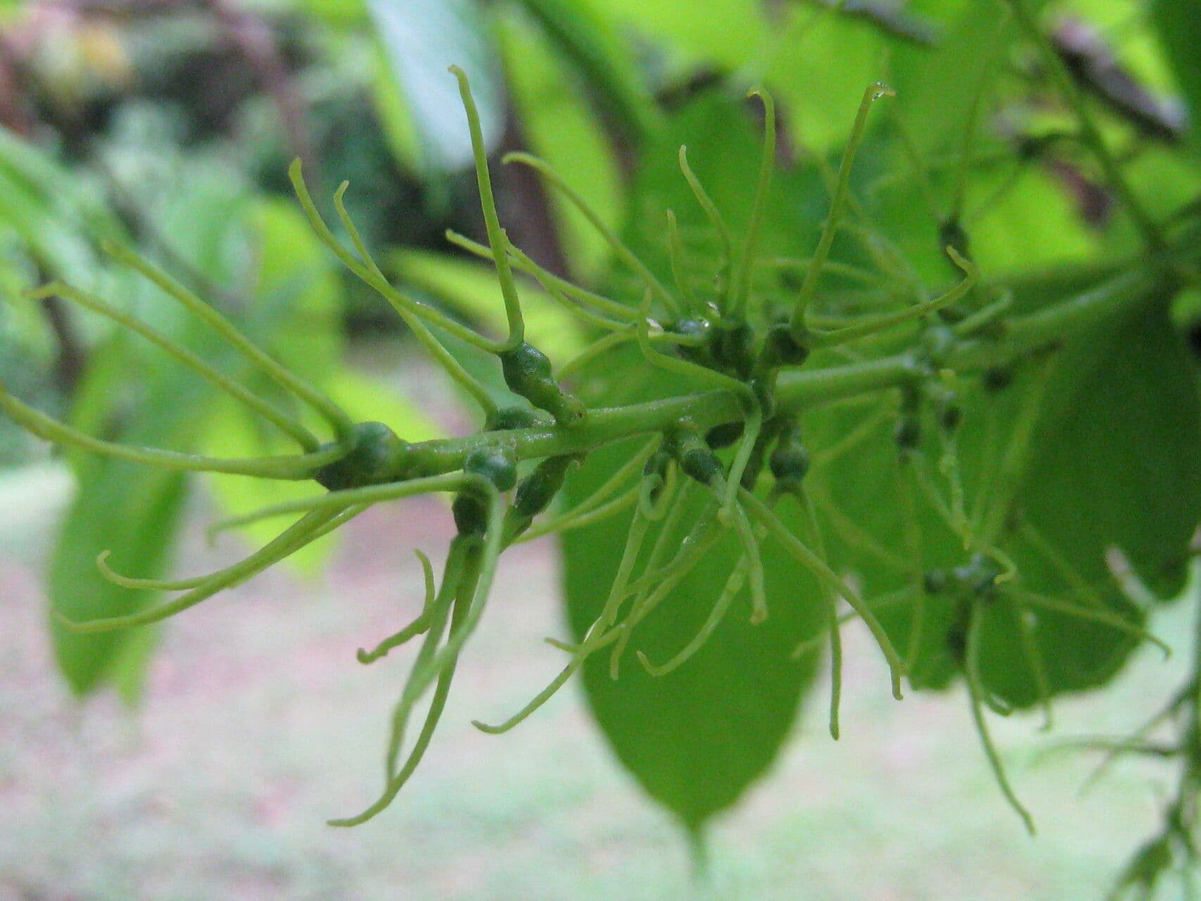 Alchornea discolor 3