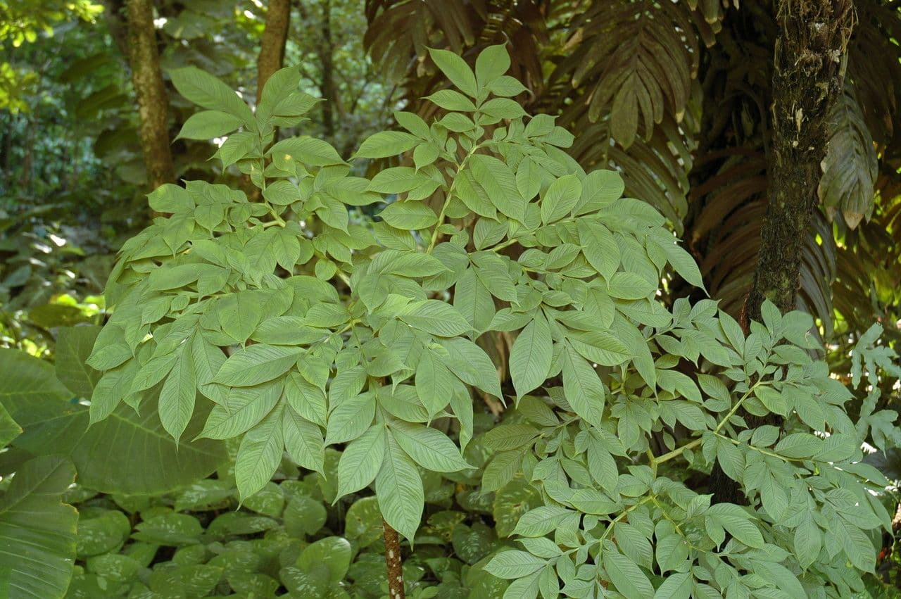 Amorphophallus 2