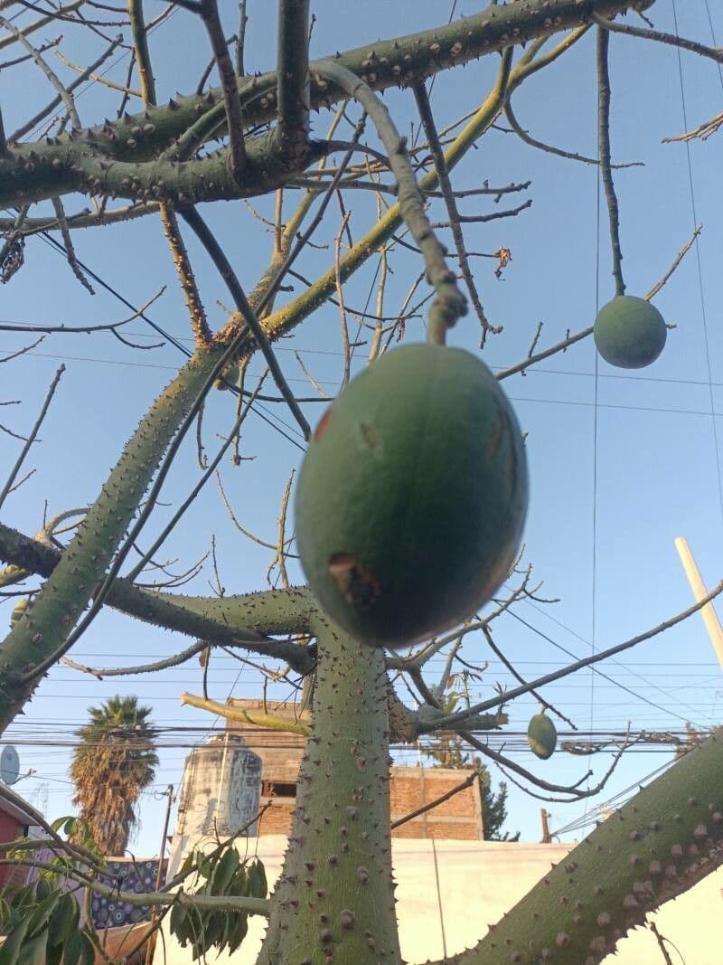 Ceiba speciosa 4