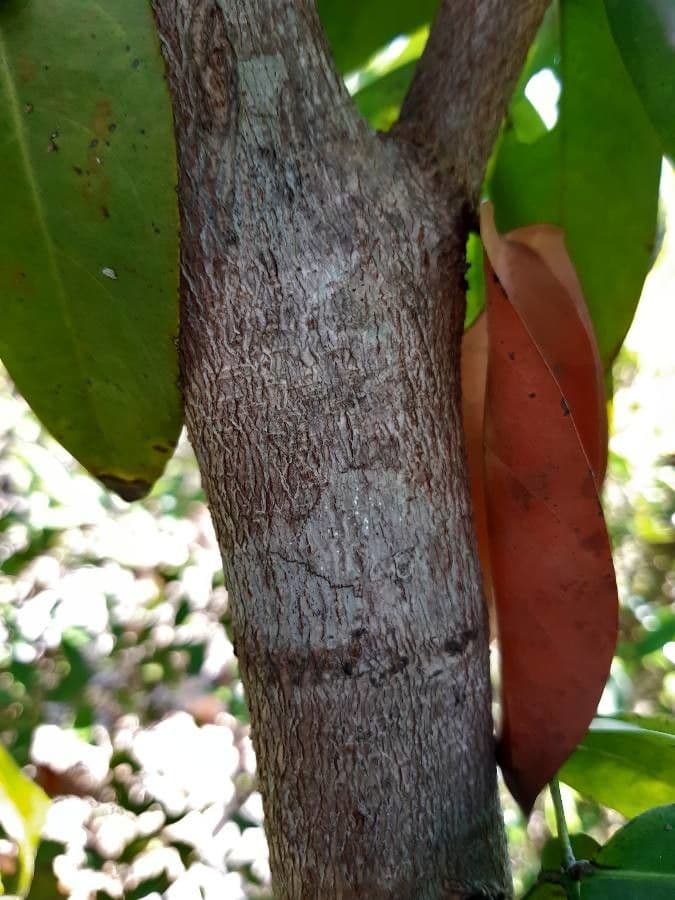 Saraca indica 21