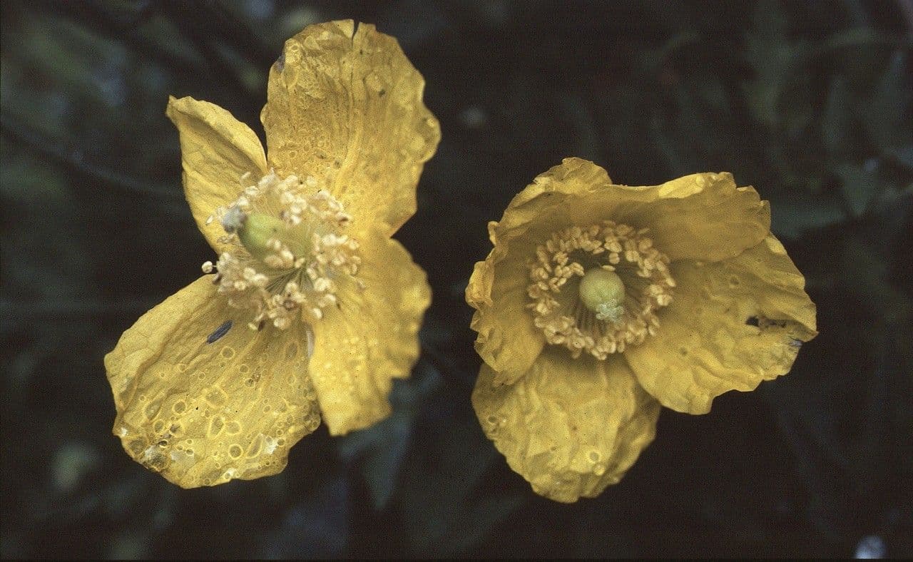 Wald-Scheinmohn 9