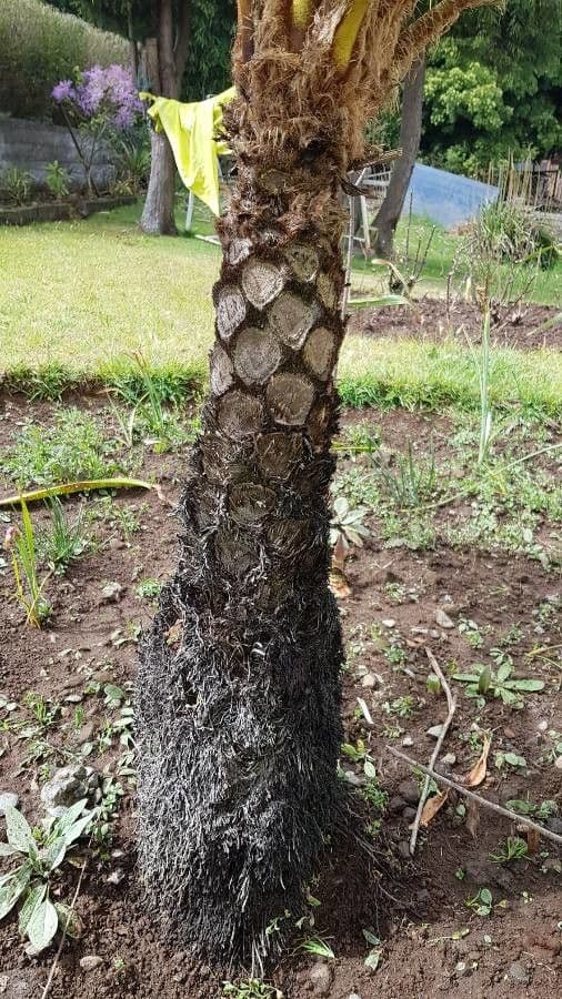 Sphaeropteris 13