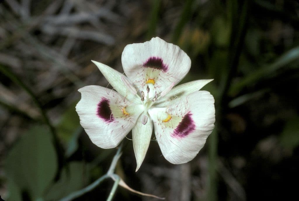 Kaločortus 2