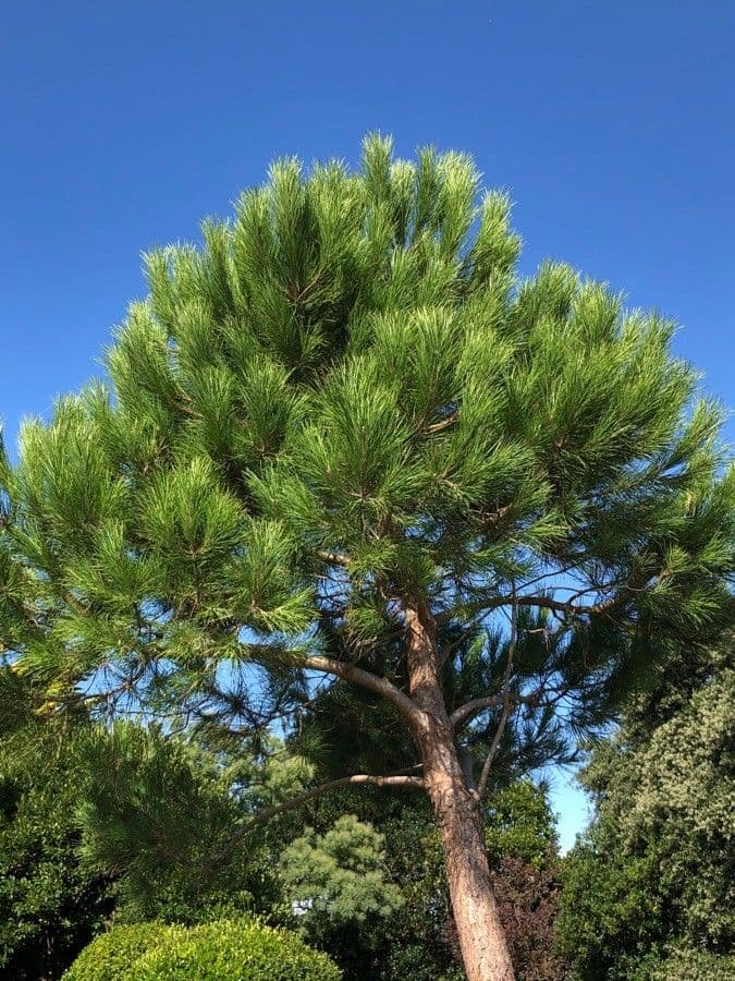 Pino domestico 16